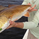 A large redfish has just been successfully caught