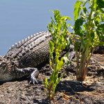 An alligator rests in the river bank