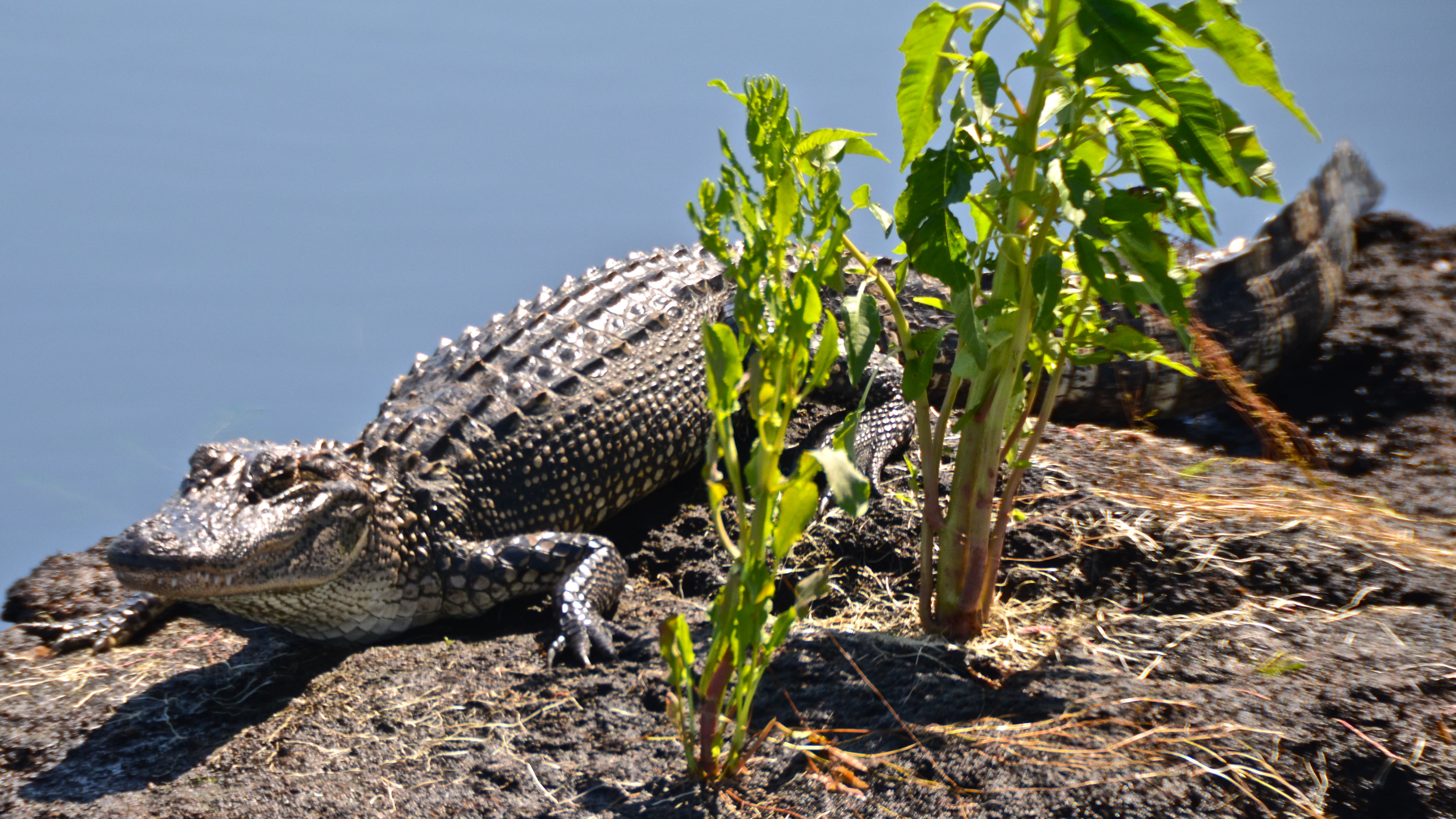 An alligator rests in the river bank