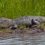 An alligator is resting in a marshy area