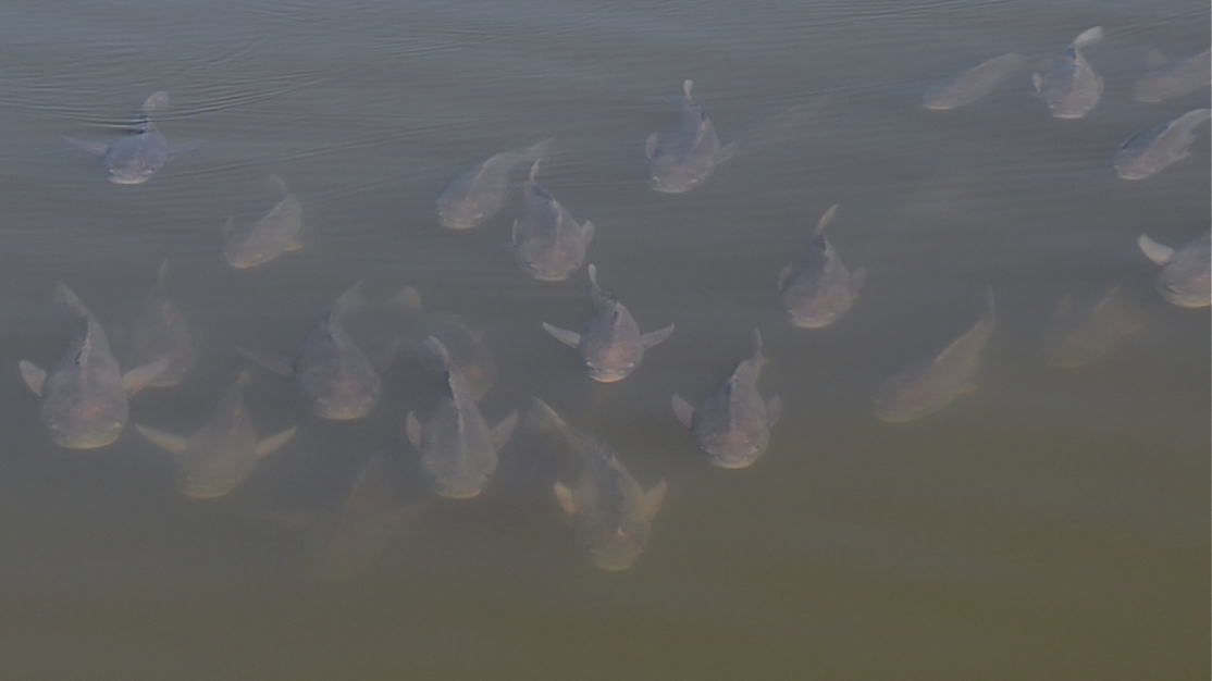 A school of fish in the marshy waters