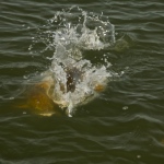 School of redfish fighting over a popper fly