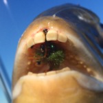Close shot of a fish freshly caught