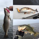 Multiple pictures illustrate the fishing process