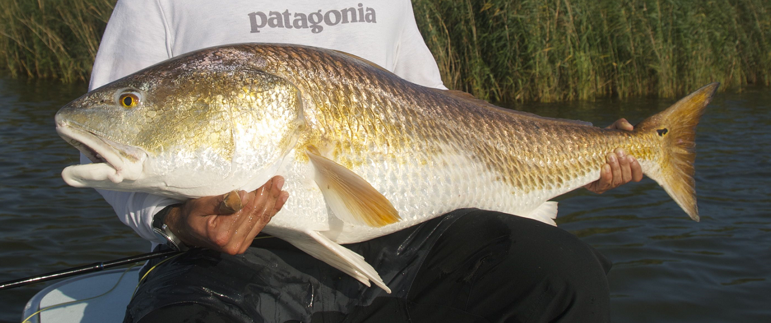 Large Redfish caught during a fishing trip
