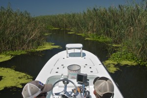 The boat travels through marshy waters