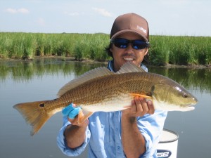 Catching a redfish in the marshy lands