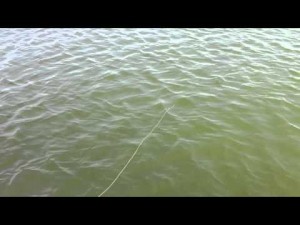 Fishing line in the water waiting for the catch