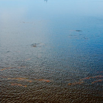 The river waters with a school of redfish