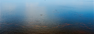 The river waters with a school of redfish