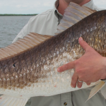 Close shot of a large fish just caught