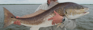 Close shot of a large fish just caught