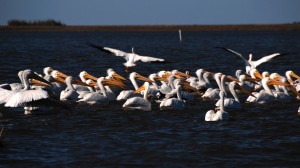 Birds flocking the banks of the river