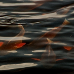 A school of redfish seen swimming under water