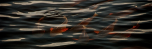 School of redfish swimming under water