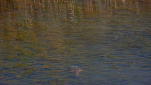 The marshy waters are a good place for fishing