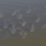 A school of fish in the marshy waters