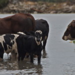 Buffaloes having a drink at the river bank