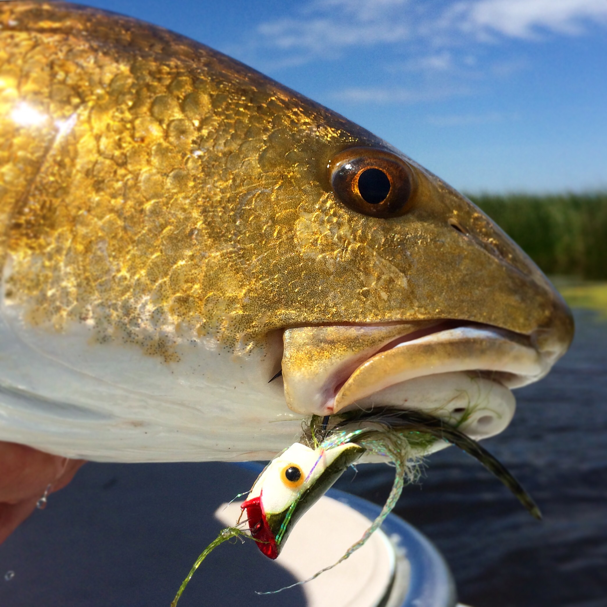 Close shot of a huge yellow fish captured