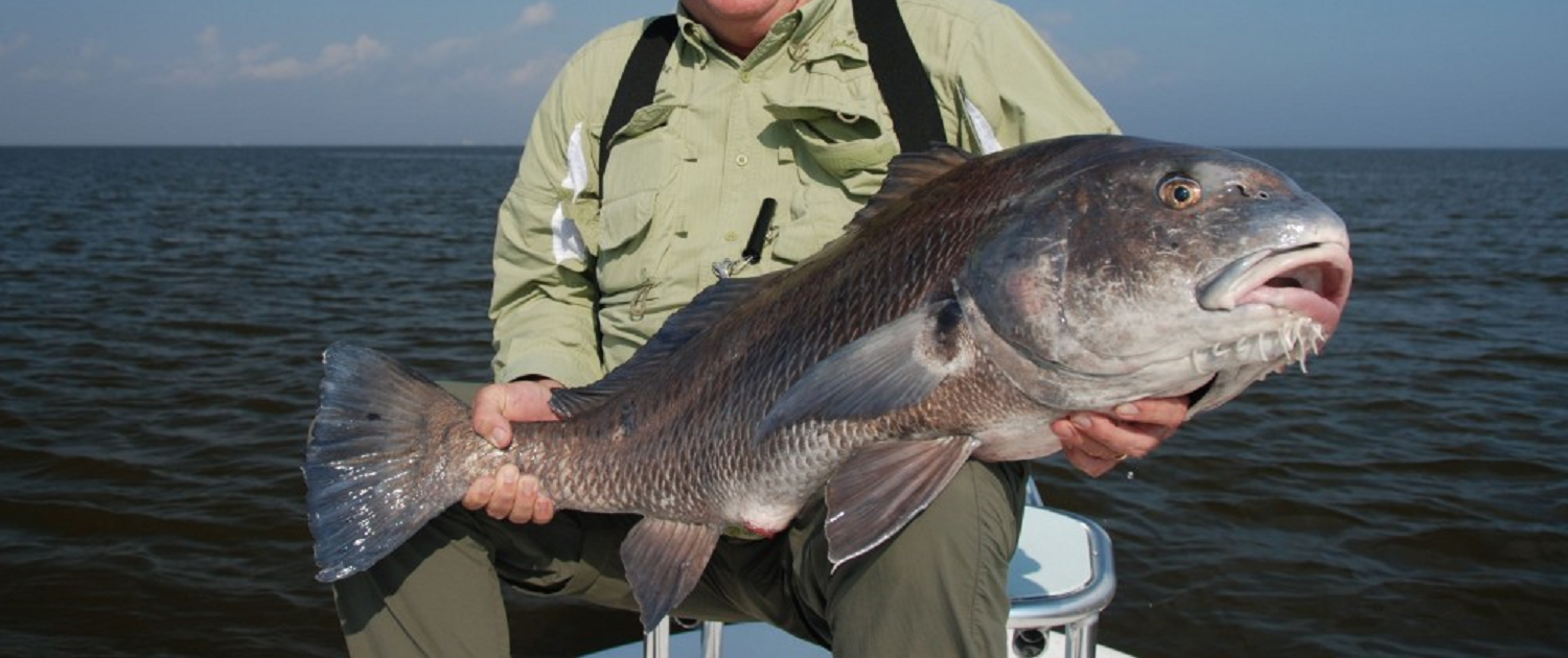 black drum louisiana