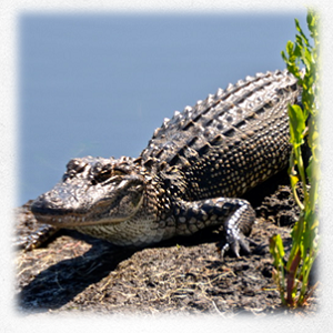 A crocodile rests on the banks of the river