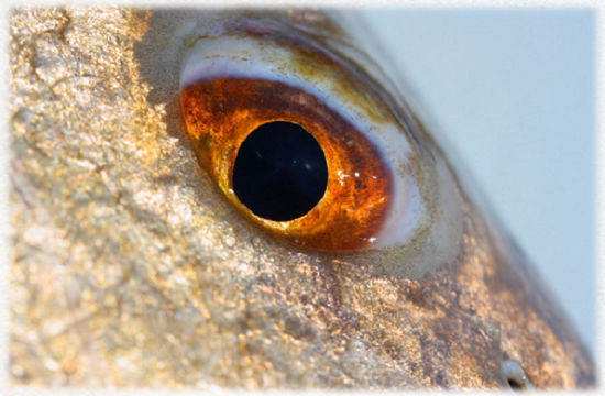 The eye of a huge redfish caught in a fishing trip