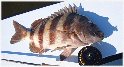 Redfish caught during a Louisiana fishing trip